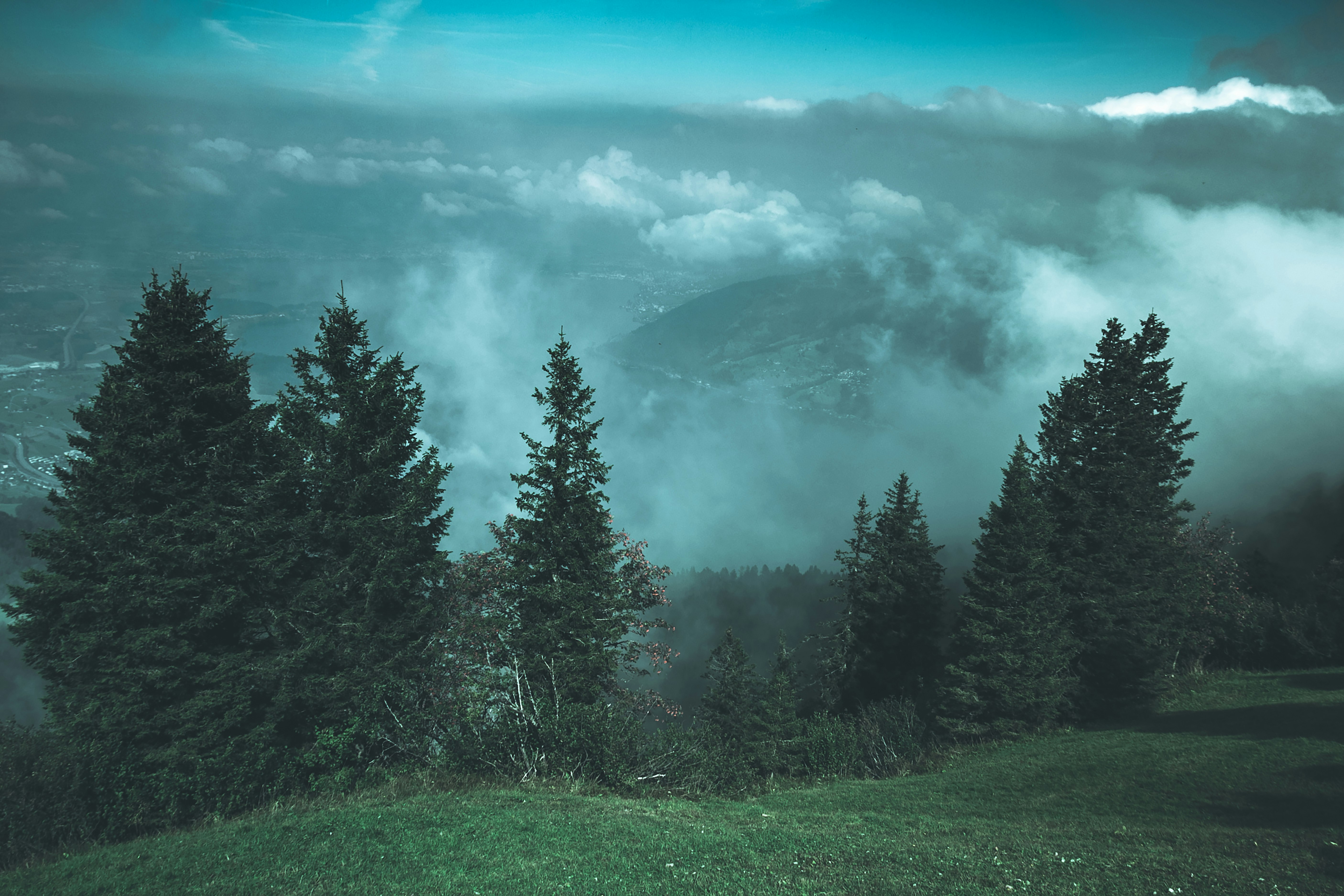 tall trees in front of clouds